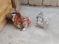 Chickens — zdjęcie 2