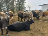 Bull, Russian Black pied cattle — photo 3