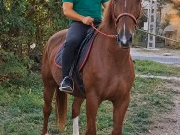 Aygır, Kisber felver