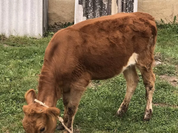 İnək, Simmental cattle