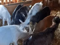 Billy Goat, Goats — photo 5