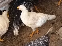 Chickens — الصورة 1