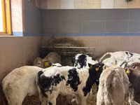 Bull, Cattle — photo 1
