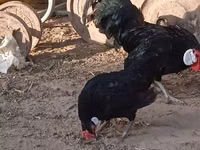 Bantam — photo 3