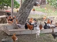Chickens — foto 1