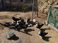 Ducks — फ़ोटो 1