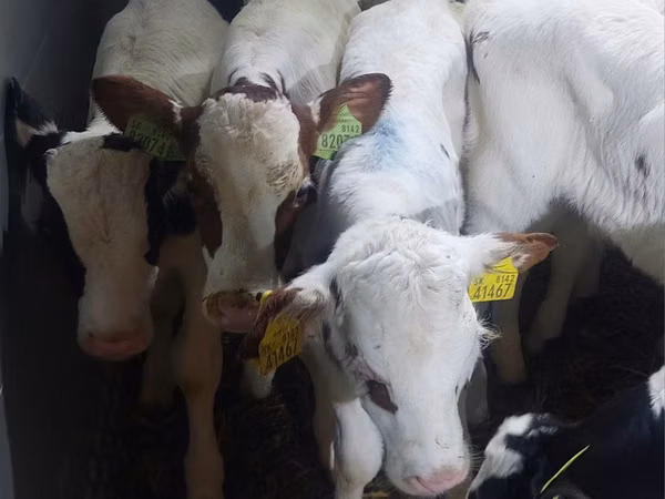 Taureau, Simmental cattle