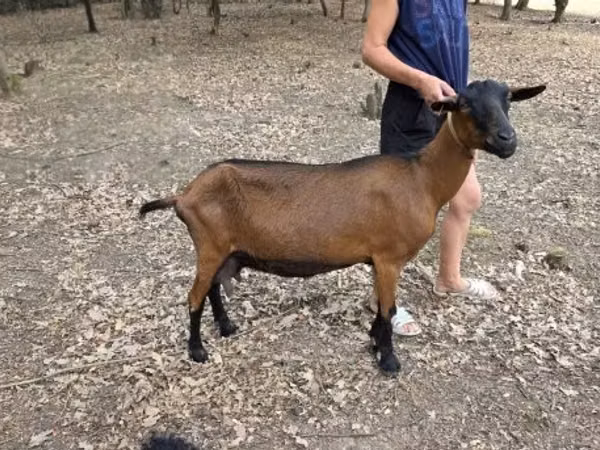 雌ヤギ, Alpine goat