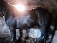 Pferde (Partie, Geschlecht nicht angegeben), Horse breed — Foto 1