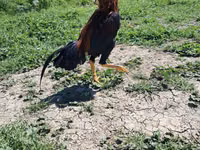Chickens — foto 4