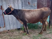 Vaca, Russian Black pied cattle — foto 6