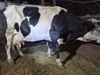 Vache, Russian Black pied cattle — photo 2