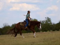 Aygır, Quarter Horse — foto 6