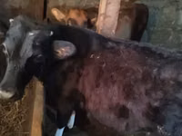 Bull, Cattle — photo 2
