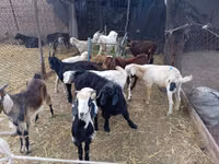 Boucs, Pomellata goat — photo 3