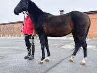 Klisna, Akhal-Teke — foto 3