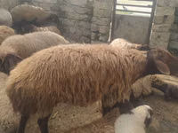 公羊, Sheep — 照片 4