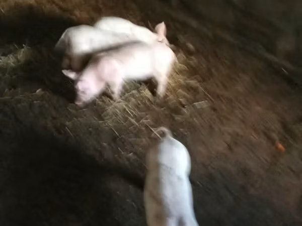 Porcs (lot, sexe non indiqué), Porcs