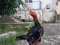 Chickens — الصورة 3
