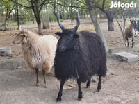 Sheep, Racka sheep — photo 4