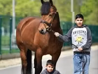 Kısrak, Atlar — foto 2