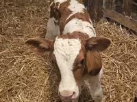 Taureau, Simmental cattle — photo 1