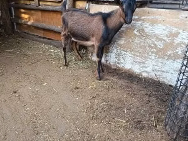 ஆண் வெள்ளாடு, Alpine goat
