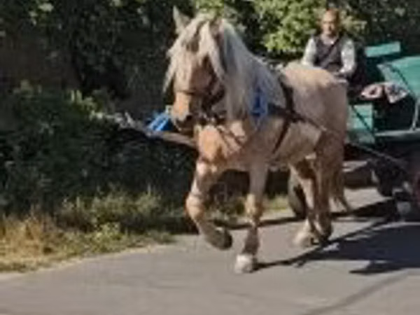 Klisna, Koně