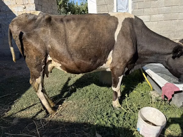 ძროხა, Swiss cattle