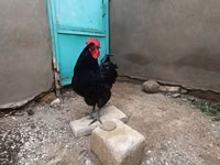 Chickens — Foto 3