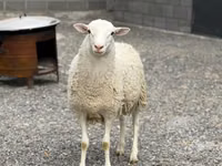 Beran, Dorper sheep — foto 1