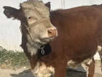 母牛, Simmental cattle — 照片 3