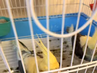 Nymph (cockatiel) cütlüyü və qəfəs komplekti - Növ: Nymph paraket — foto 3