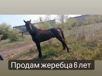 Aygʻir, Altai horse — 7-rasm