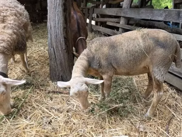 Ovelha, Luzein sheep