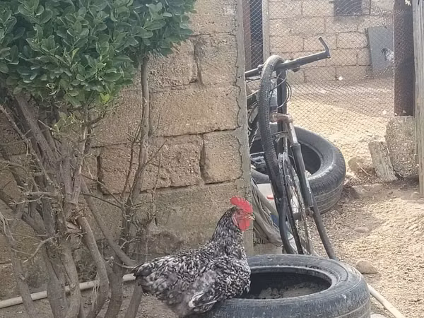 Chickens — Ozarbayjon