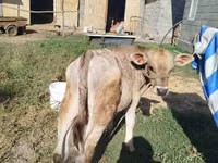 Buqa, Swiss cattle — 2-rasm