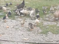 Ducks — foto 2