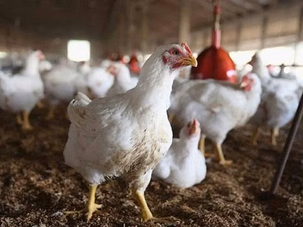 Chickens
