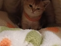 🐱✨ Golden Şinşilla pişik balası satılır! 🤎 Çox şirin, qızılı rəngli — Foto 3