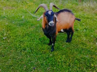 Keçi, Czech Brown Shorthaired goats — foto 2