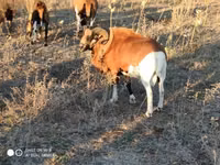 भेड़ें (लॉट, लिंग निर्दिष्ट नहीं), Cameroon sheep — फ़ोटो 5