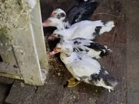 Ducks — foto 4