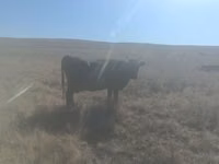 Krowa, Bydło — zdjęcie 3