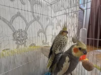 Nimfa (Cockatiel) cütü və qəfəs dəsti Məhsulun təsviri: - İki ədəd — الصورة 1