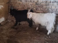 Kozy (partia, płeć nieokreślona), Kozy — zdjęcie 2