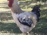 Chickens — zdjęcie 1