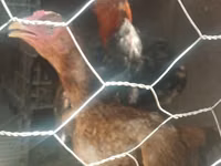 Chickens — foto 7