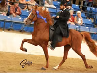 Stute, Rocky Mountain Horse — Foto 4