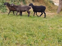Ovelha, Ovelhas — foto 4